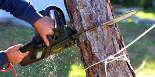 Reliable Brookneal, VA Tree Services Solutions