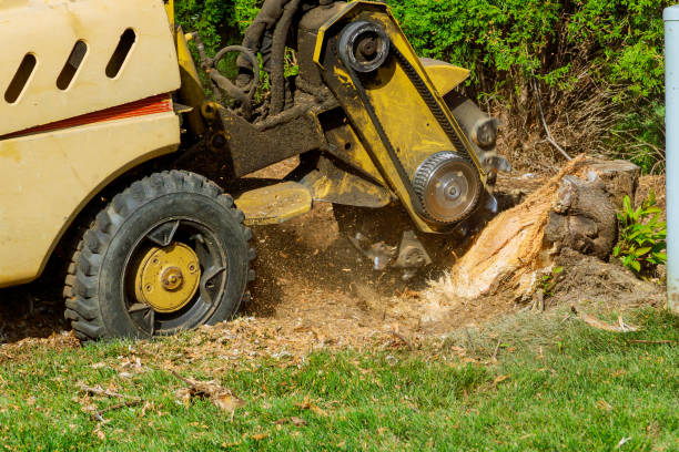  Brookneal, VA Tree Services Pros