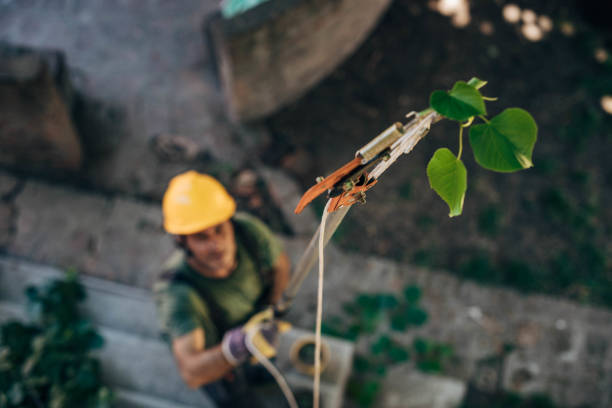 How Our Tree Care Process Works  in  Brookneal, VA