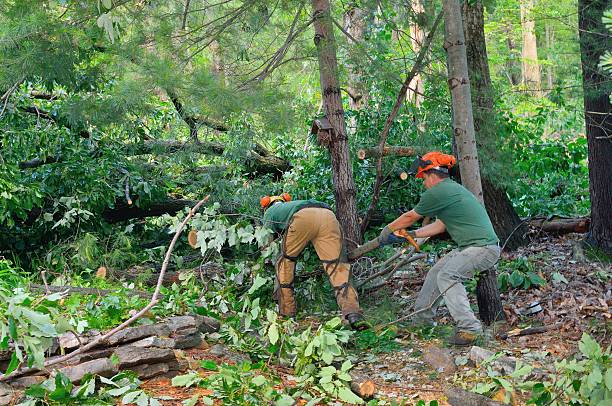Best Palm Tree Trimming  in Brookneal, VA