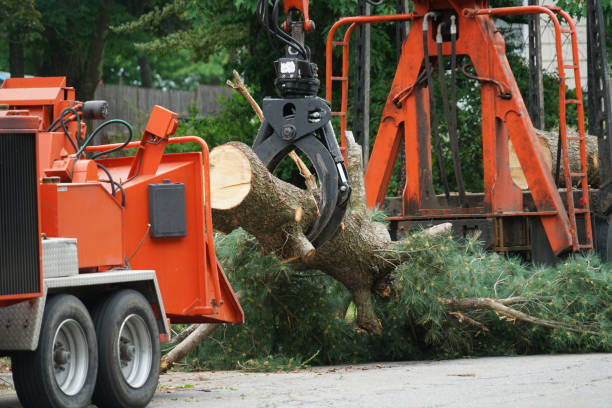 Best Leaf Removal  in Brookneal, VA