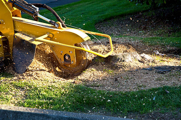How Our Tree Care Process Works  in  Brookneal, VA