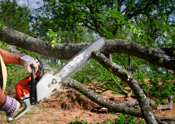 Best Stump Grinding and Removal  in Brookneal, VA